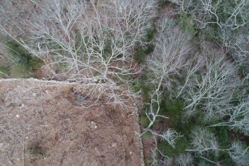 Aerial of forest from drone