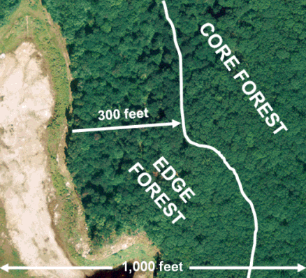 Edge Forest Example