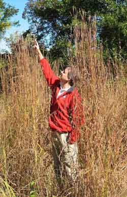 Big Bluestem