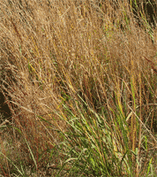 grassland