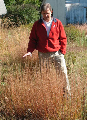 Little bluestem