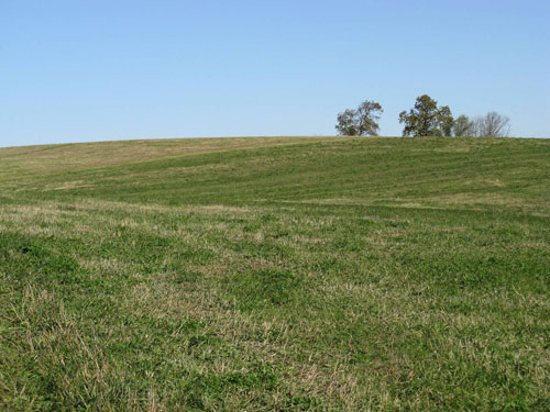 Mown cool season grasses