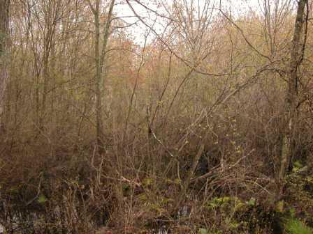 redmapleswamp