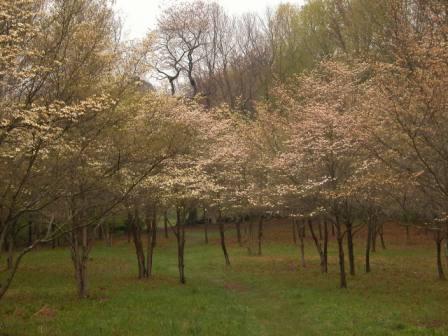 dogwood
