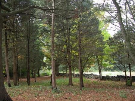 redcedar