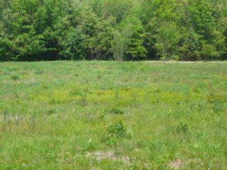 meadowtreatment