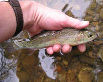trout