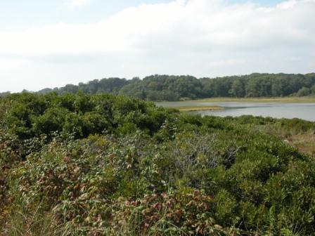 waterdordshrub