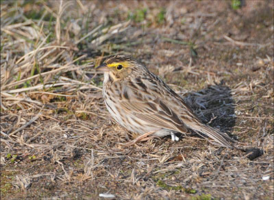 Savannah Sparrow