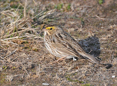 Savannah Sparrow