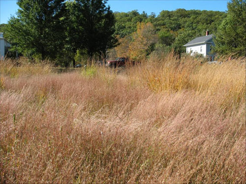 Warm Season Grasses